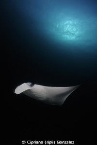 Manta Studio III. Hanyfaru by Cipriano (ripli) Gonzalez 